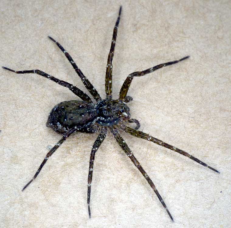 Dolomedes