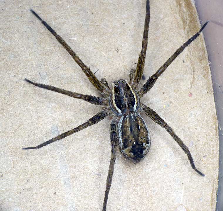 Dolomedes