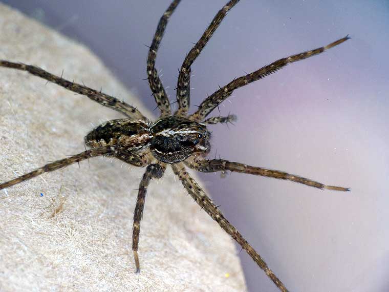 Dolomedes