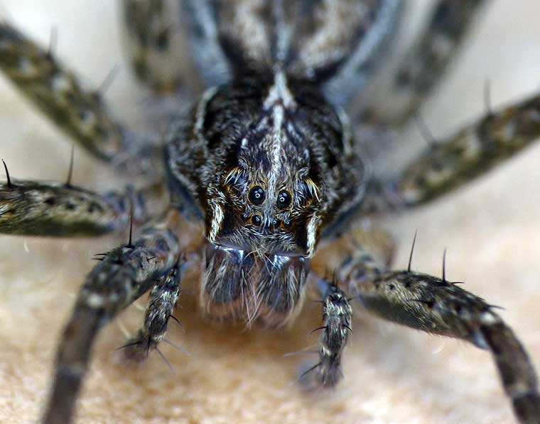 Dolomedes