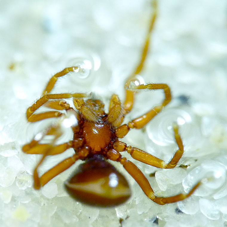 Male subadult underneath showing palps