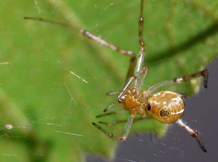 Achaearanea sp