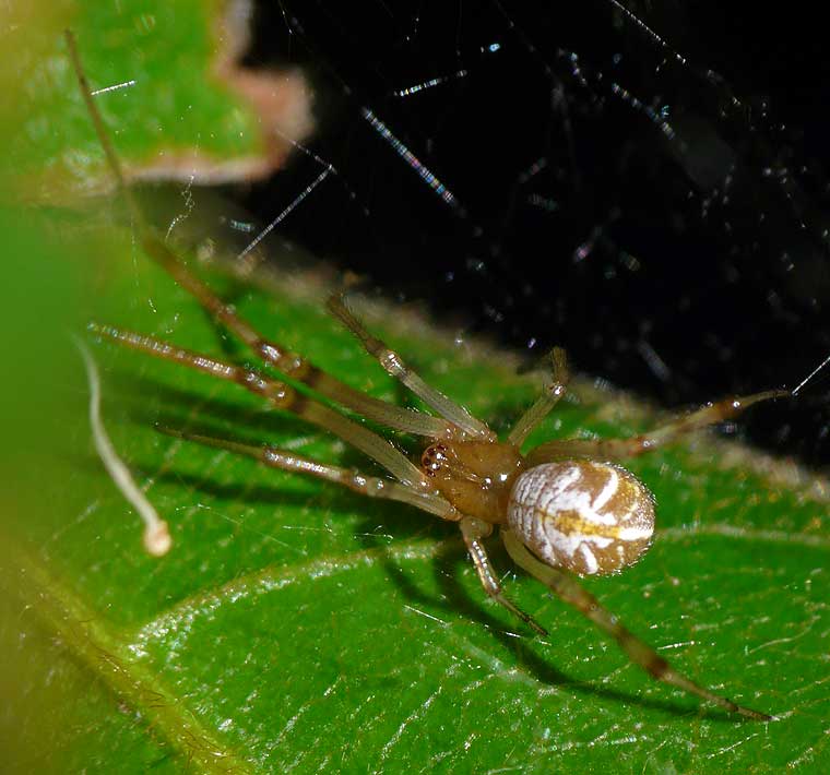 Achaearanea sp