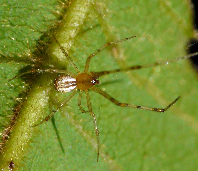 Achaearanea sp