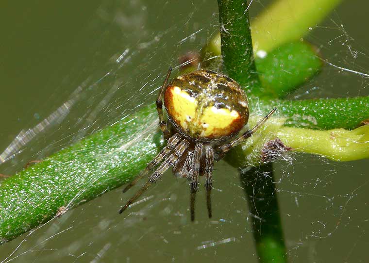 Araneus albotriangulus