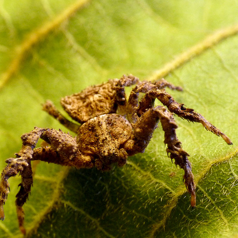 Stephanopis pustulosa