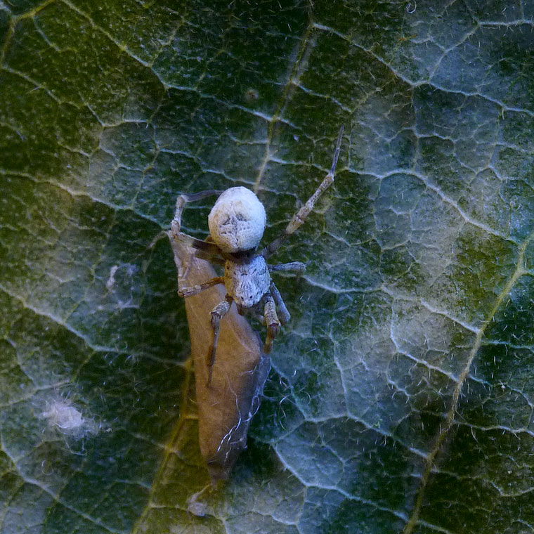 Philoponella or Uloborus sp. With egg sac. 