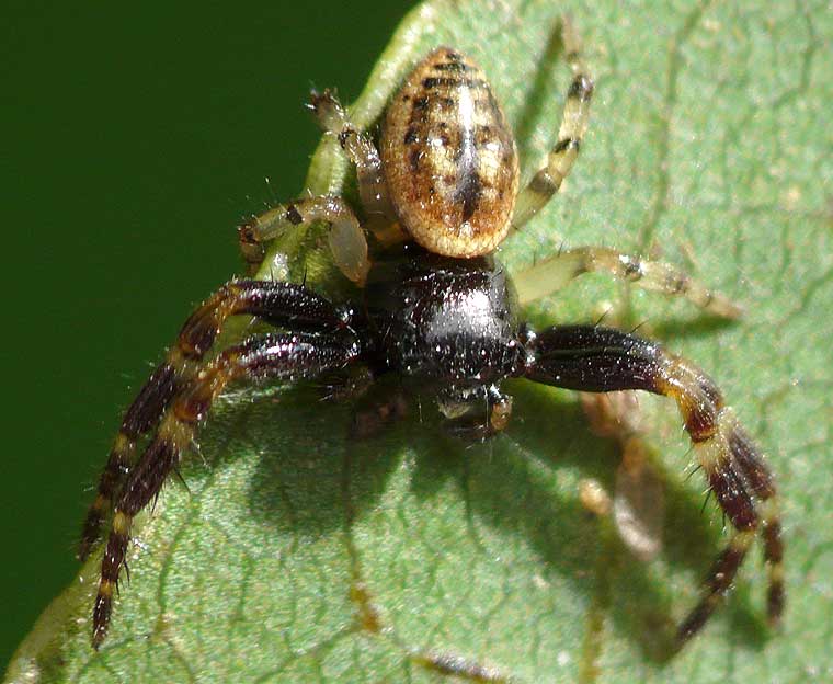 Xysticus geometres male