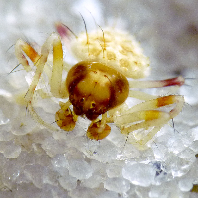 Poecilopachys australasica