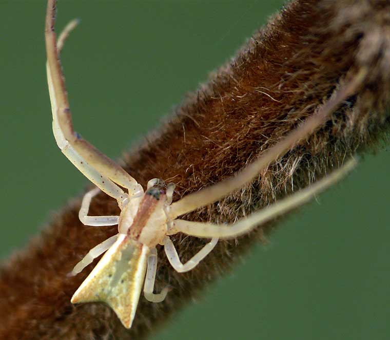 Sidymella trapezia