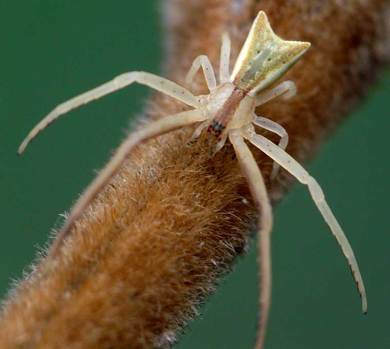 Sidymella trapezia