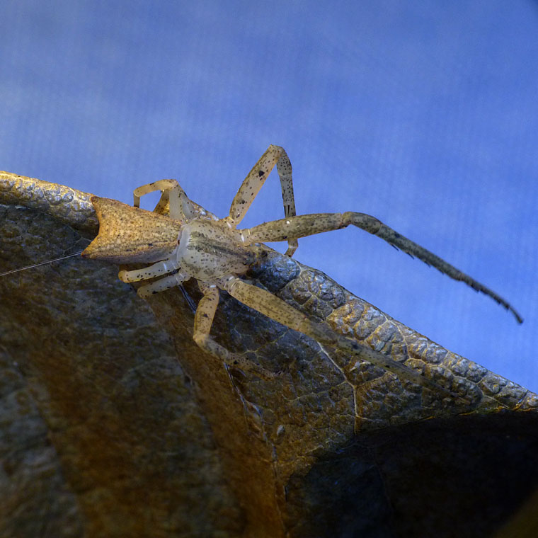 Sidymella longipes