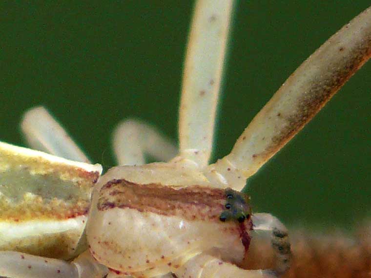 Sidymella trapezia