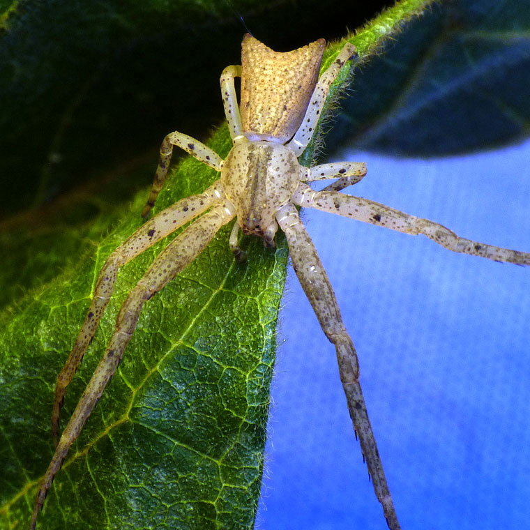 Sidymella longipes