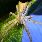 Sidymella longipes