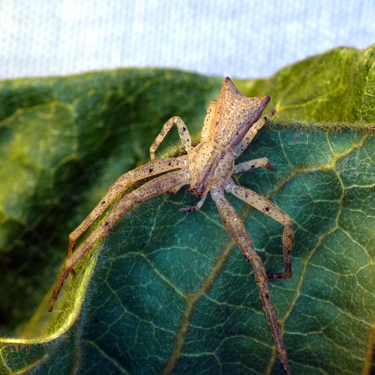 Sidymella longipes