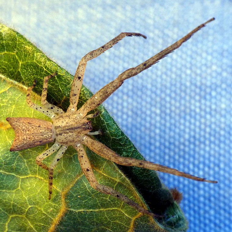 Sidymella longipes