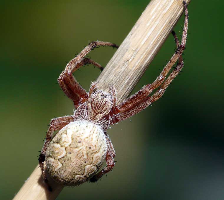 Eriophora transmarina Garden Orb Weaver