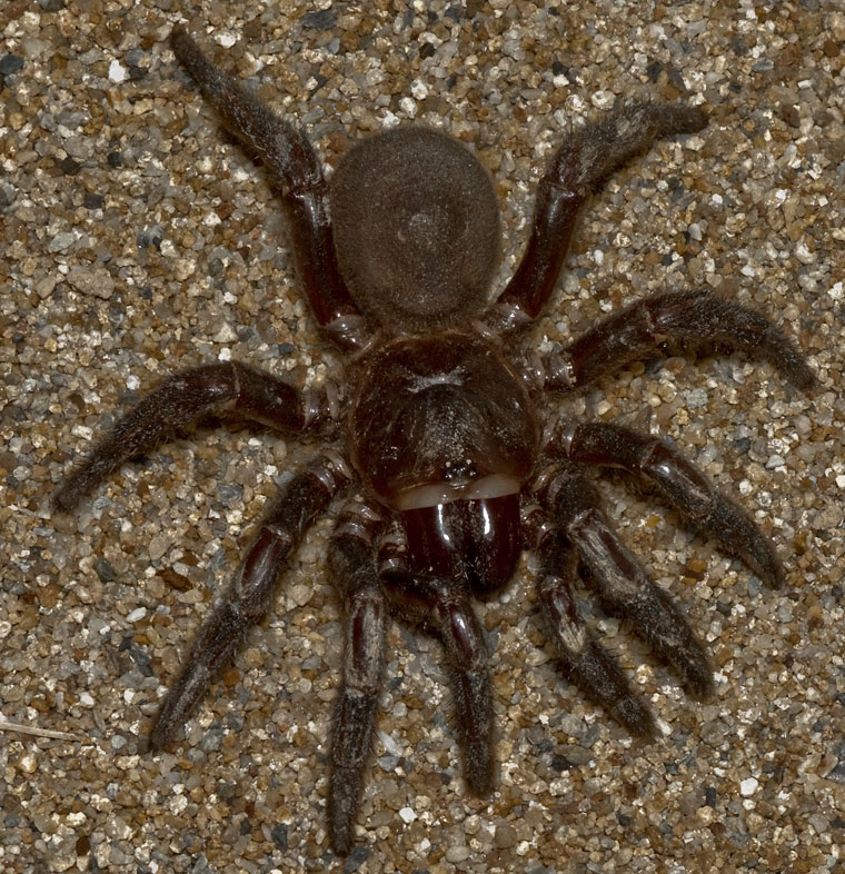 Euoplos sp Loganlea Eastern Trapdoor Spider