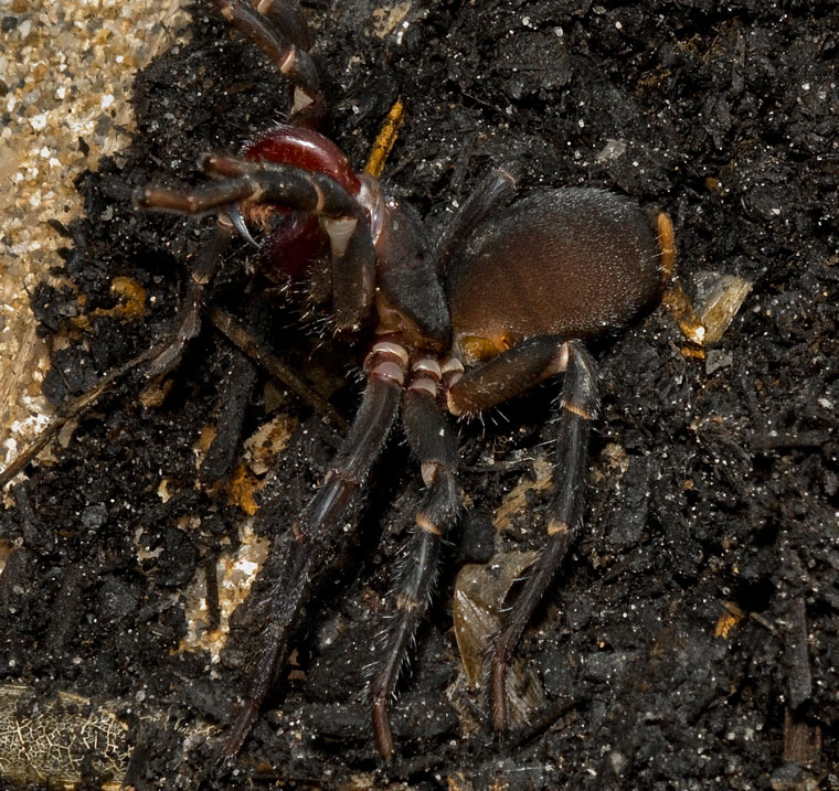 Xamiatus rubifrons Raven 1981