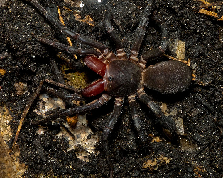 Xamiatus rubifrons Raven 1981