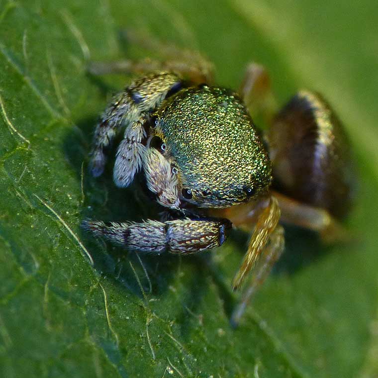 Simaethula sp