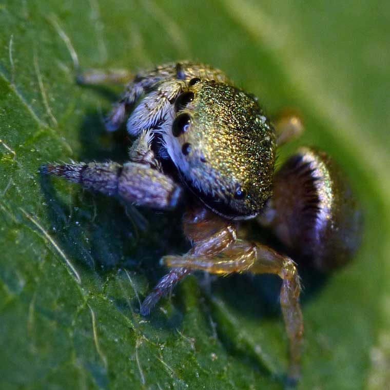 Simaethula sp