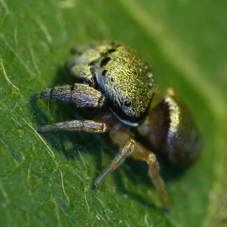 Simaethula sp