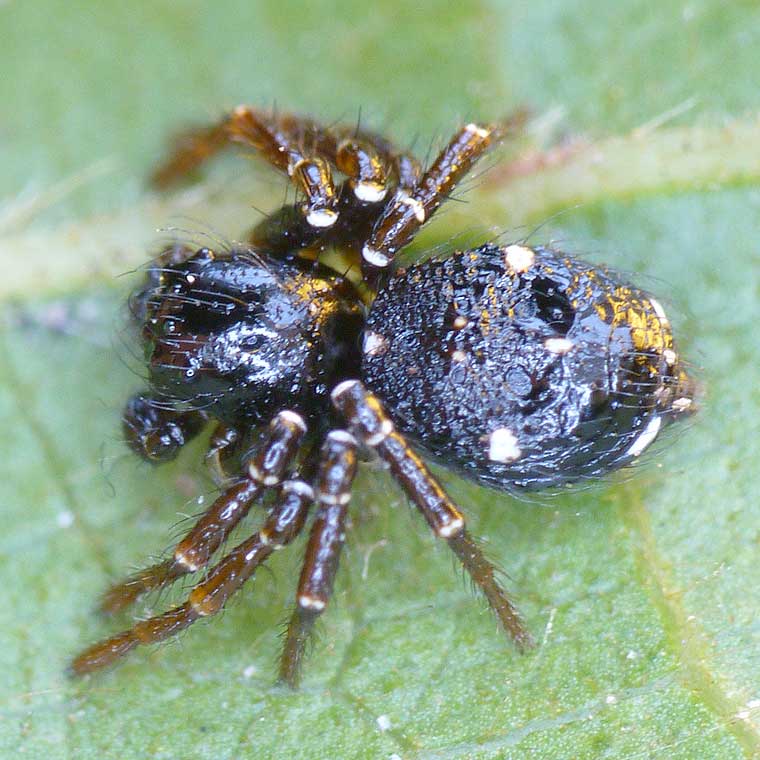 Tharpyna diademata