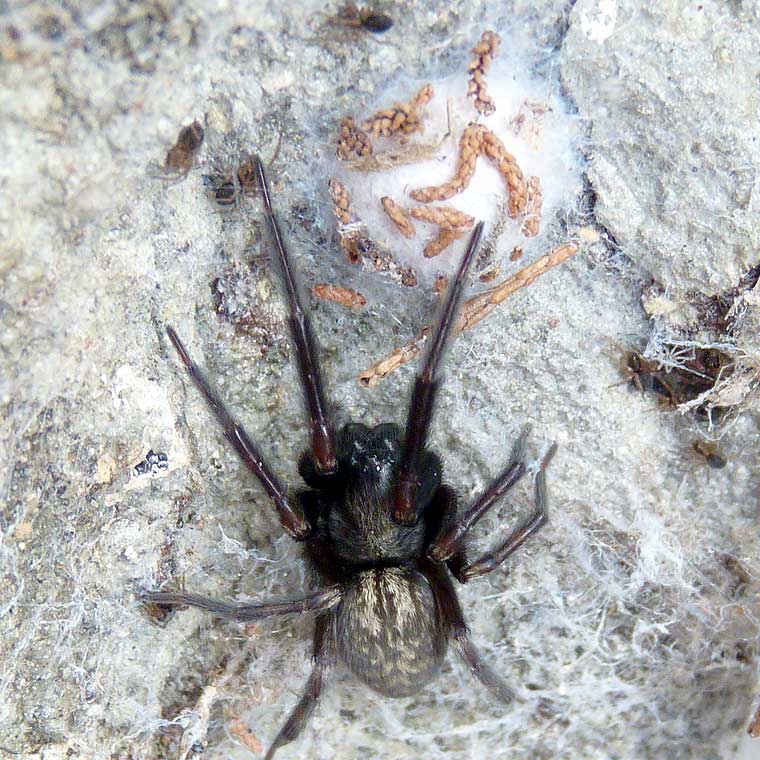 The common black house spider: a case of mistaken identity - Australian  Geographic