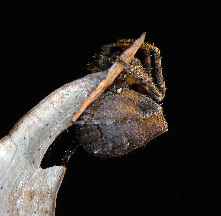 Novakiella trituberculosa