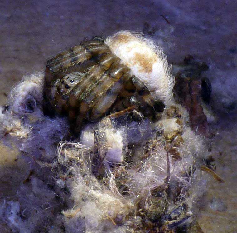 Cyrtophora parnasia