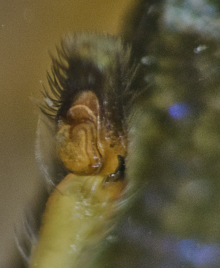 Cosmophasis baehrae Male palp, Lutwych March 2010 specimen