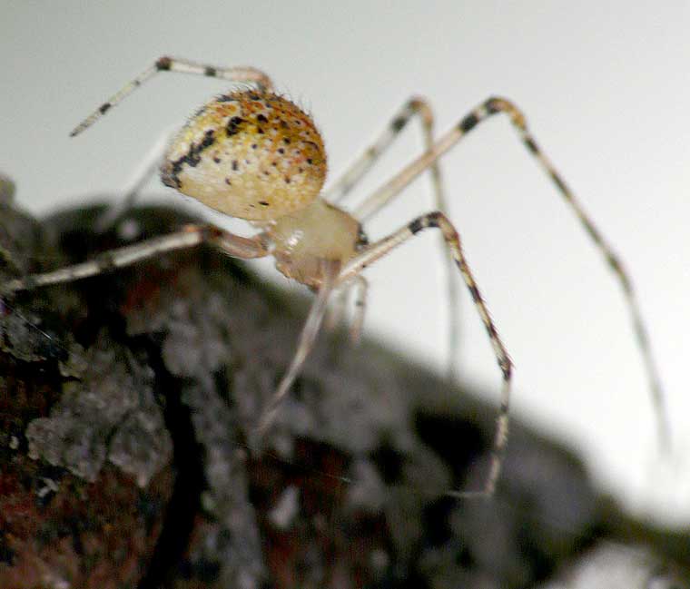 Side View