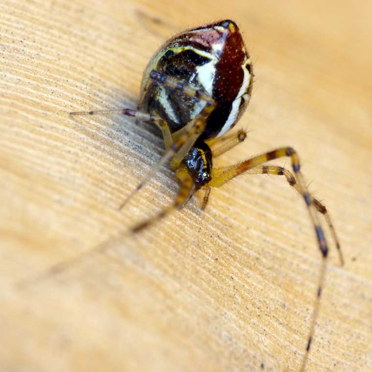 Theridion pyramidale