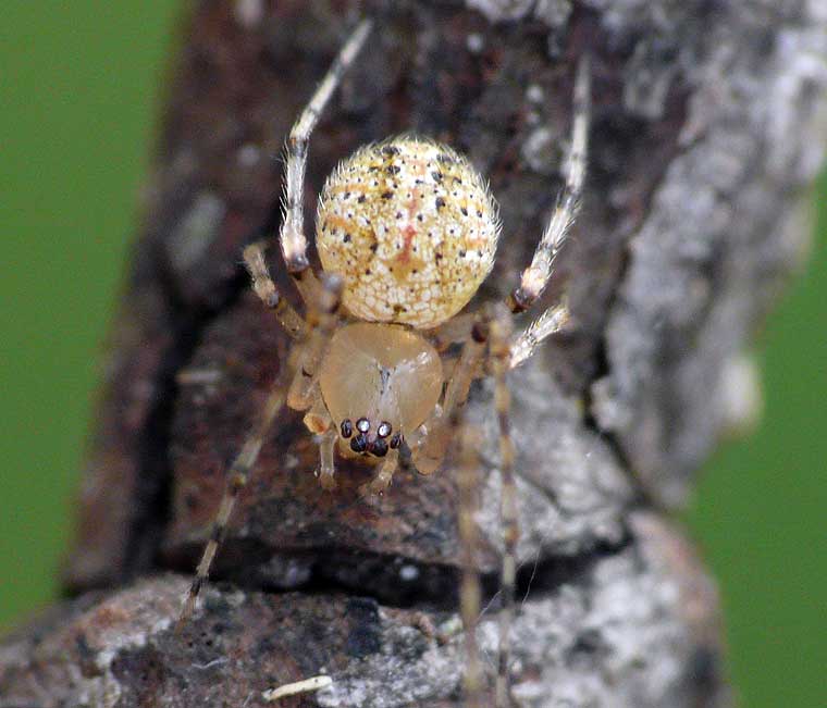 Achaearanea sp