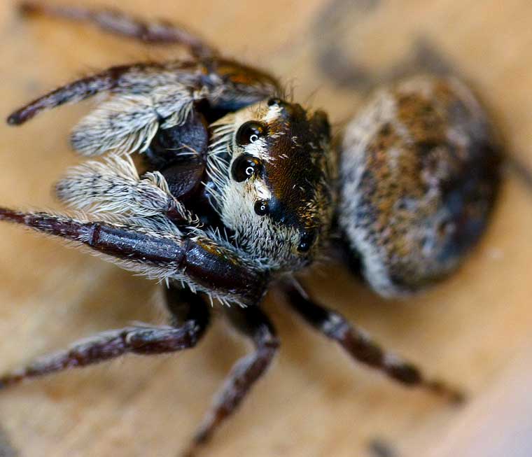 Simaetha thoracica maternal female