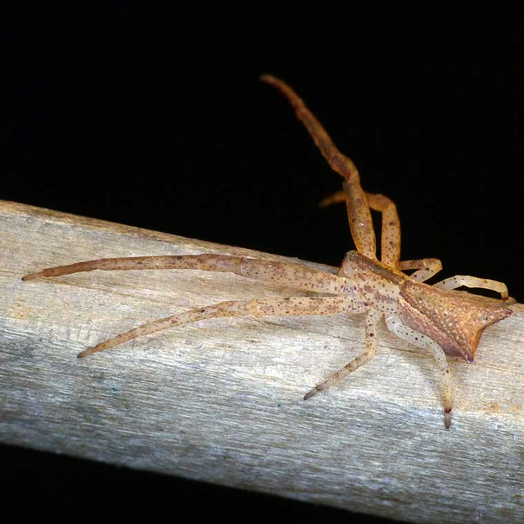 sidymella trapezia