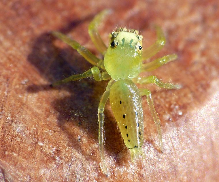 Mopsus mormon juvenile