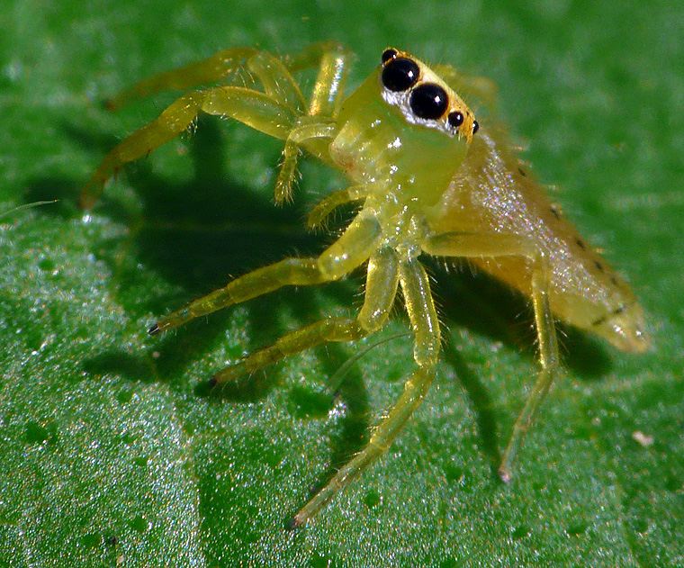 Mopsus mormon juvenile