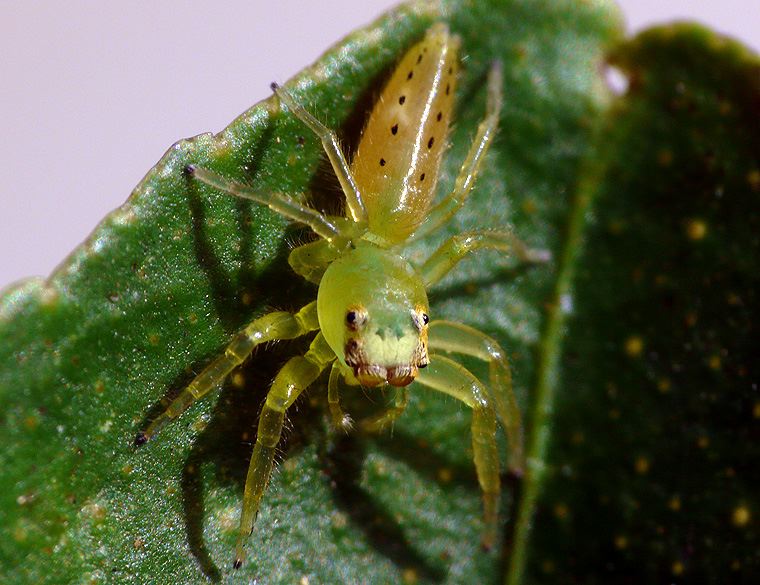 Mopsus mormon juvenile