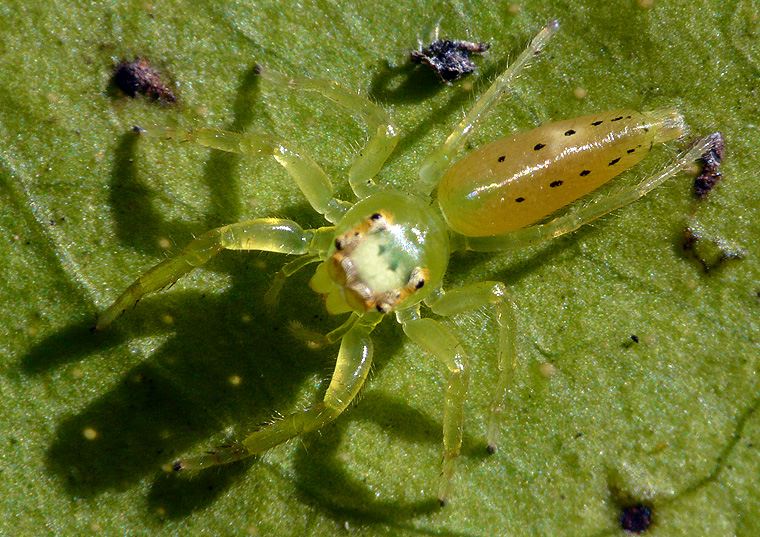 Mopsus mormon juvenile