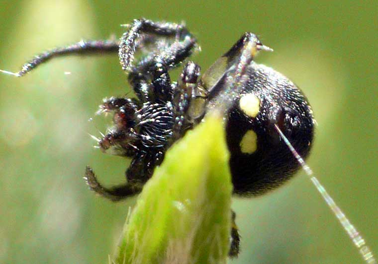 Araneus rotundulus