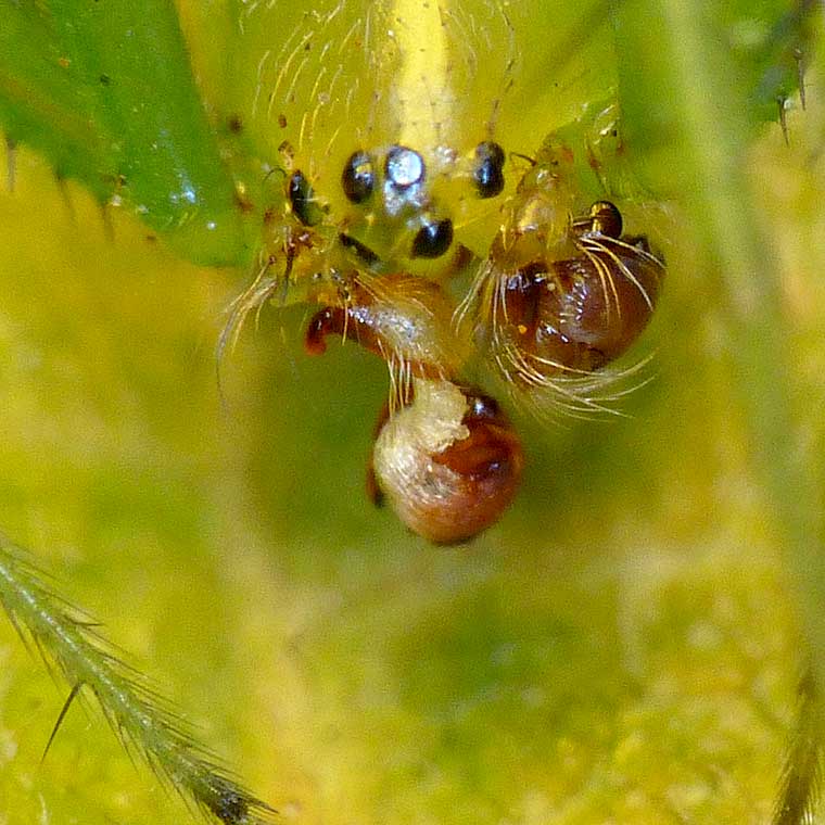 Araneus praesignis male