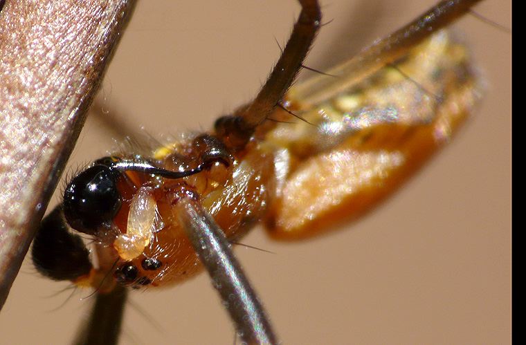 Nephila plumipes