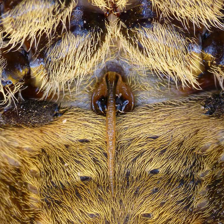 Eriophora transmarina Garden Orb Weaver