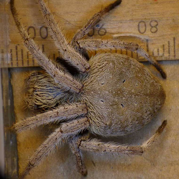 Eriophora transmarina Garden Orb Weaver