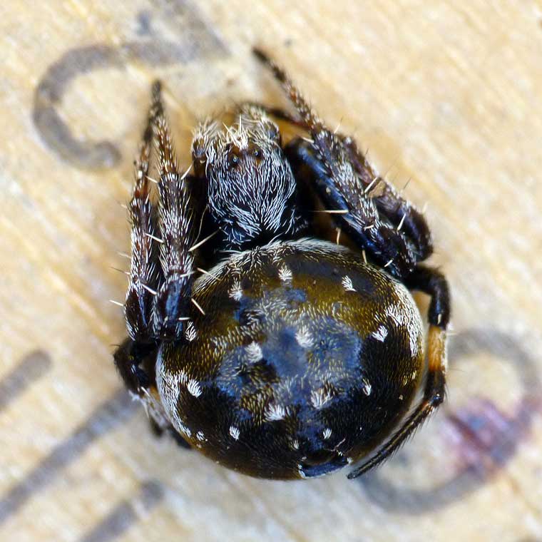 Araneus rotundulus