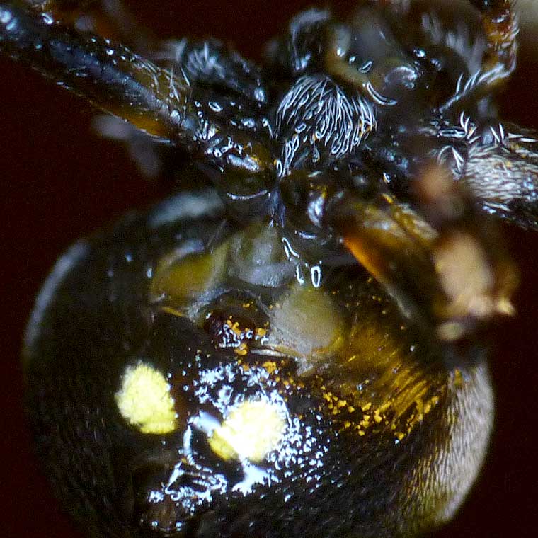 Araneus rotundulus