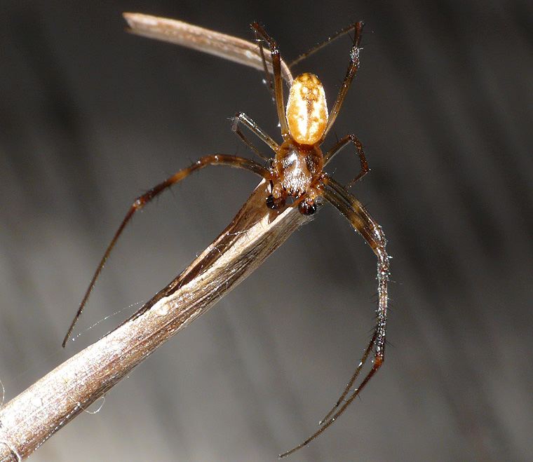 Nephila plumipes